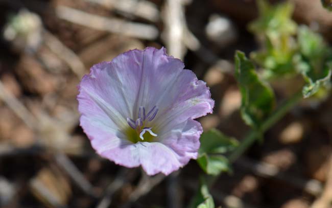 Field Bindweed, Convolvulus arvensis, Southwest Desert Flora